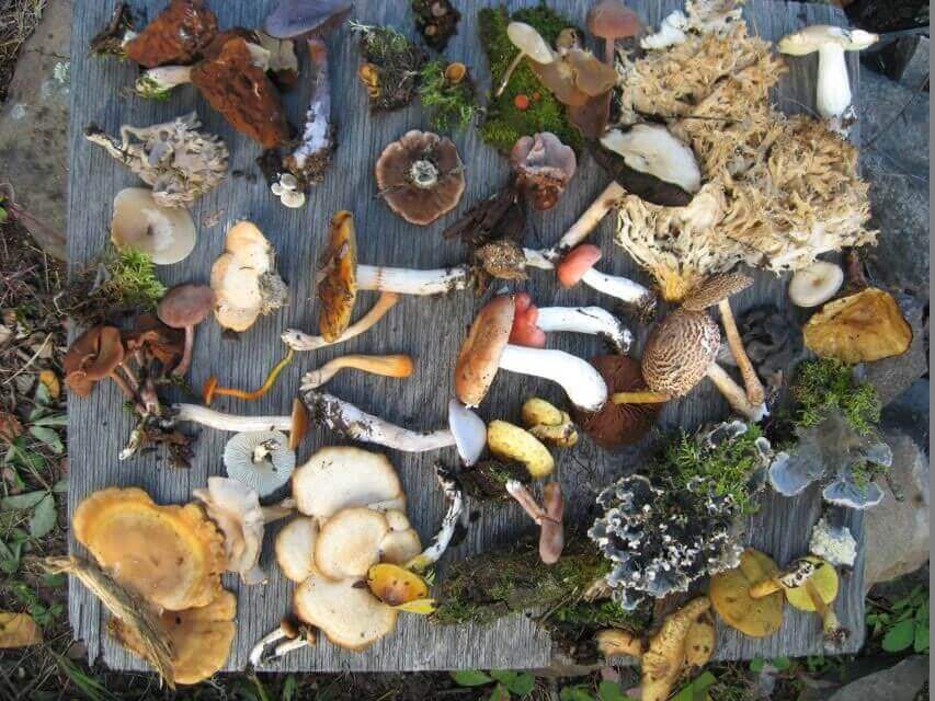 Mushrooms Various Species