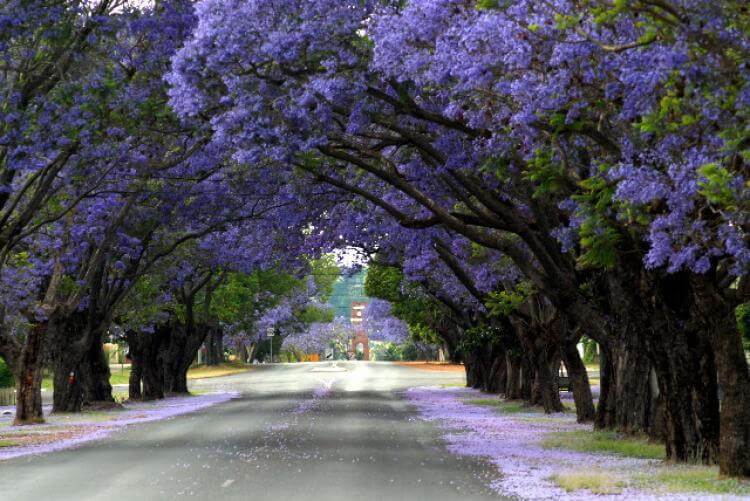 Jacaranda Trees