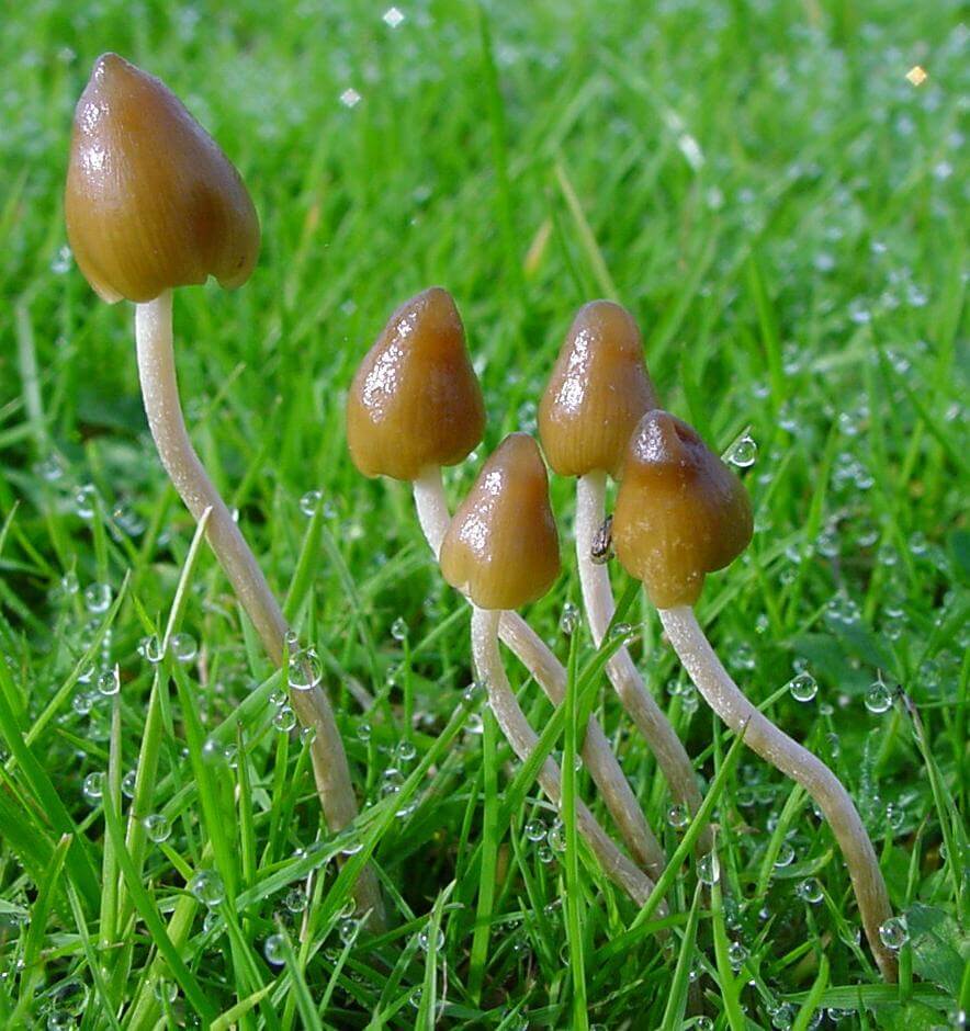 Psilocybe semilanceata